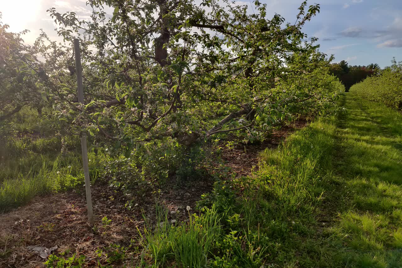 Apple trees at Mack’s Apples orchard in Londonderry